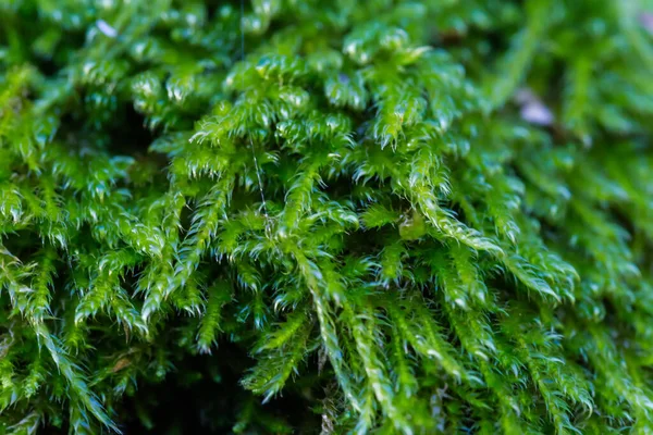 stock image Colony of the green moss in overcast weather at autumn, close-up in selective focus