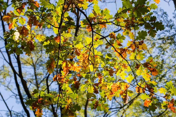 Parlak Sonbahar Yapraklarıyla Meşenin Dalları Diğer Ağaçların Bulanık Arka Planında — Stok fotoğraf