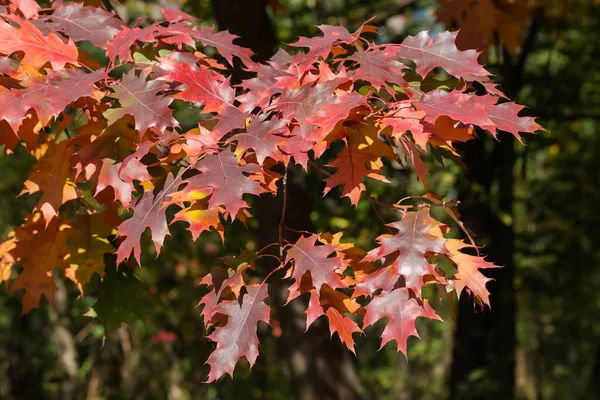 Branch of the red northern oak with bright red autumn leaves on a dark blurred background in sunny weather