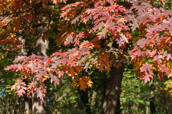 Branches of the red northern oak with bright red autumn leaves on a dark blurred background in sunny weather