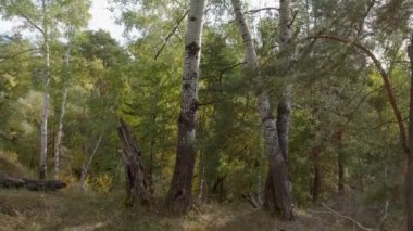 Sonbahar ormanlarındaki yamaçlarda büyüyen eski sarmaşıklar