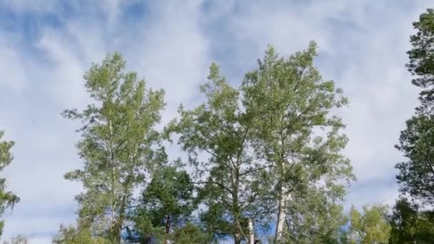 Stare Osiki Rosnące Zboczu Wzgórza Jesiennym Lesie — Wideo stockowe