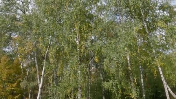 Sonbaharın Başlarında Huş Ağaçları Dalları Gövdeleri Güneşli Havada — Stok video
