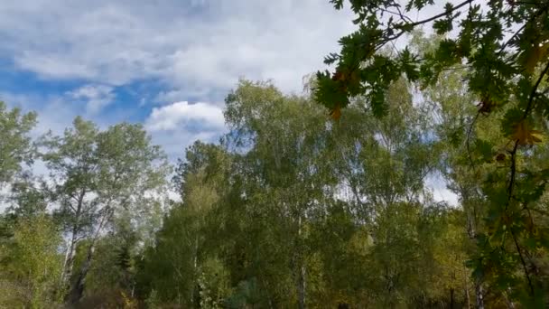 Секція Лісу Сонячну Вітряну Погоду Восени — стокове відео