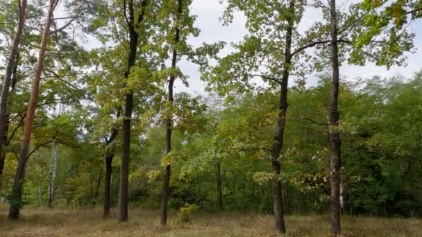Секція Лісу Похмуру Погоду Восени Під Час Панорамування — стокове відео