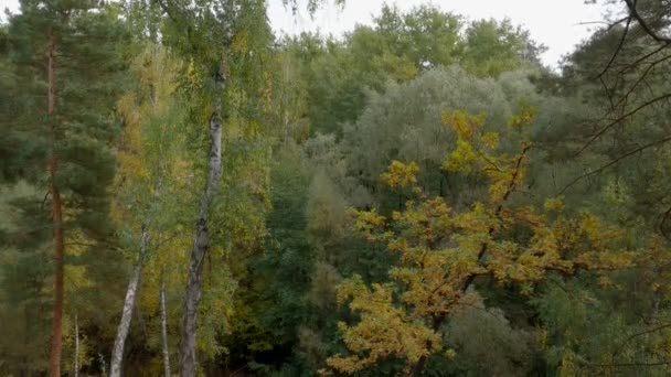 Ліс Схилах Яру Осінню Похмуру Вітряну Погоду — стокове відео