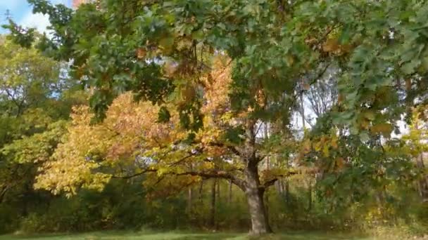 公园里有秋天叶子的红橡木和普通橡木 — 图库视频影像