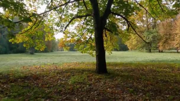Rote Eichen Mit Herbstblättern Wachsen Auf Lichtung Park — Stockvideo