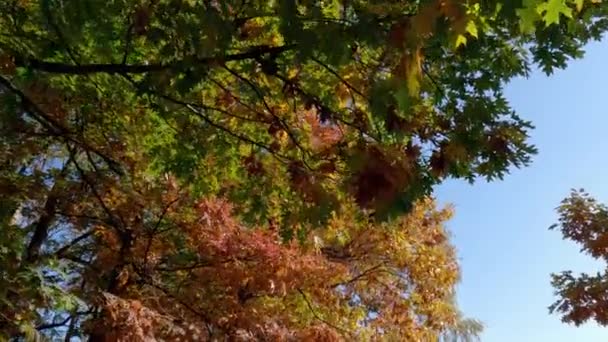 Rote Eichen Mit Leuchtenden Herbstblättern Verschiedenen Farbtönen — Stockvideo