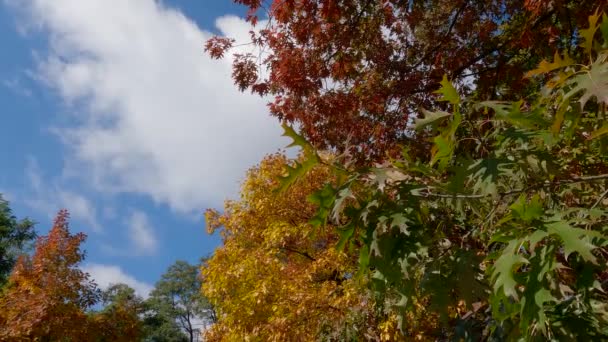 Rote Eichen Mit Herbstblättern Verschiedener Farbtöne Gegen Den Himmel — Stockvideo