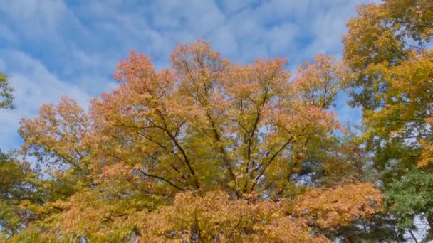 Branchy Oude Rode Eik Met Herfstbladeren Het Park — Stockvideo