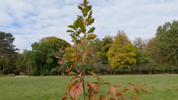 공원의 그루터기에서 자라는 떡갈나무 — 비디오