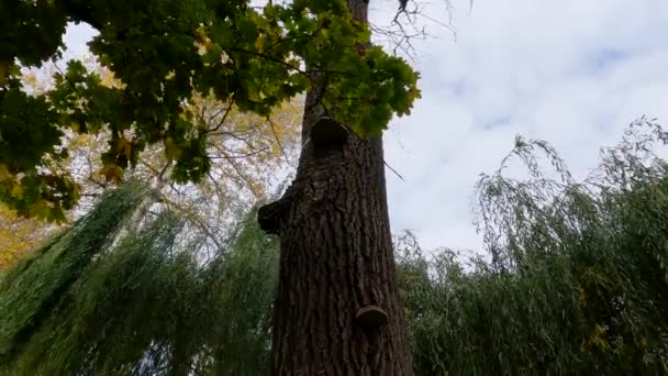 Starý Suchý Kmen Stromu Břízovými Polypóry Podzimním Parku — Stock video