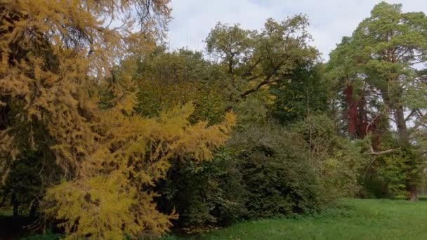 Осенним Утром Поляне Окруженной Различными Старыми Деревьями — стоковое видео