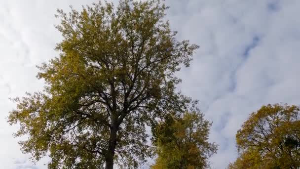 Oude Aspen Groeit Het Najaar Park Tegen Bewolkte Lucht — Stockvideo