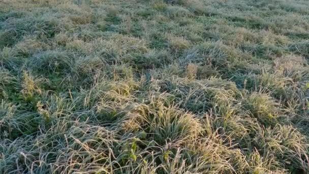 草地上长满了白霜和阳光的不同的草地 — 图库视频影像