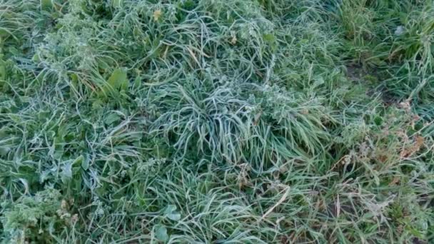Vue Dessus Différentes Herbes Couvertes Givre Sur Prairie — Video