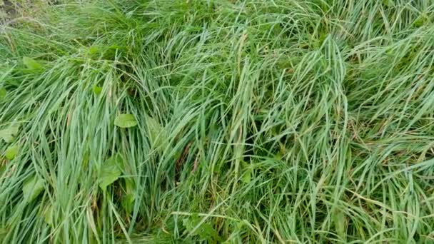雨後の湿り気のある高い野生の草のトップビュー — ストック動画