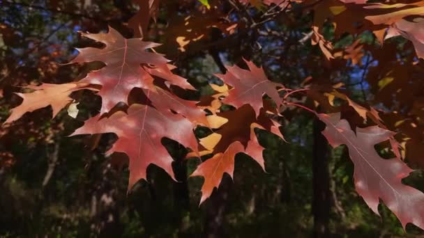 Roter Eichenzweig Mit Herbstlich Roten Blättern Auf Verschwommenem Hintergrund — Stockvideo