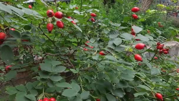Dog Rose Branches Red Rose Hips Overcast Weather — Stock Video