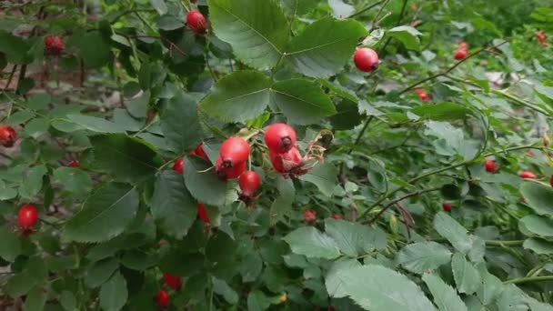 Red Rose Hips Dog Rose Bush Overcast Weather — Stock Video