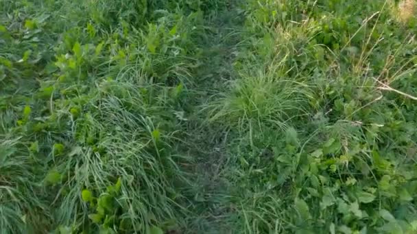 Verschillende Gras Met Pad Vertrapt Gras Bij Zonsondergang — Stockvideo