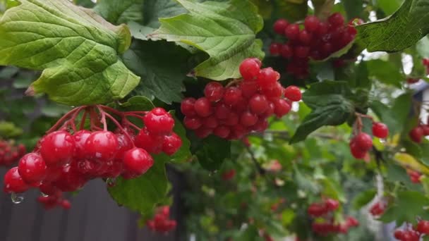 Wet Viburnum Berries Bush Rain Autumn — Stock Video