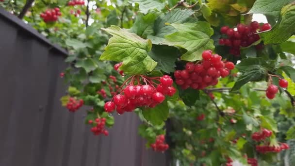 秋に雨が降った後 茂みの上の湿ったビブラム果実 — ストック動画