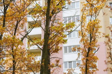 Eski ak meşelerin gövdeleri ve dalları çok katlı bina cephesinin bulanık arka planında sonbahar yapraklarıyla bulutlu havada