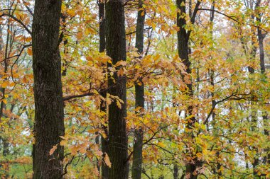 Sonbahar yaprakları ile eski ak meşe gövdeleri ve dalları bulutlu hava, meşe ormanı parçası