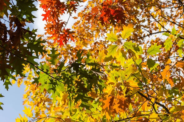 Takken Van Rode Noordelijke Eiken Met Herfst Geverfde Bladeren Tegen — Stockfoto
