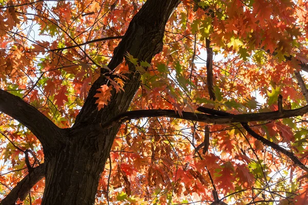 Trunk Takken Van Rode Noordelijke Eik Met Herfstbladeren Tegen Hemel — Stockfoto