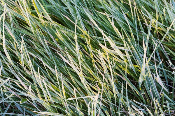 Листя Високої Трави Вкриті Калюжею Лузі Сонячний Осінній Ранок — стокове фото