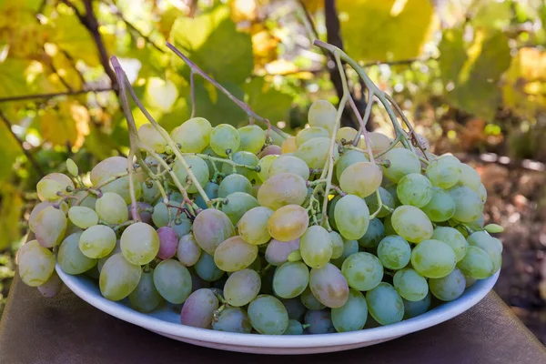 Clusters Van Vers Geoogste Rijpe Witte Druiven Grote Schaal Een — Stockfoto