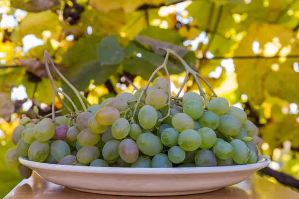 Gromady Świeżo Zebranych Dojrzałych Białych Winogron Dużym Naczyniu Widok Boku — Zdjęcie stockowe