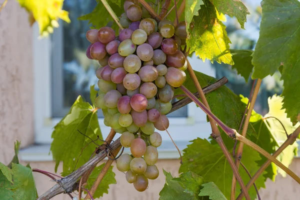 Cluster Van Rijpe Rose Vinograda Hangend Wijnstok Een Wazige Achtergrond — Stockfoto