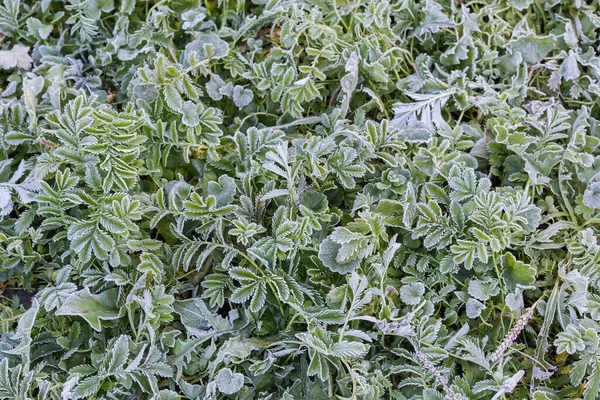 Blätter Der Pflanze Argentina Anserina Auf Einer Wiese Neben Anderem — Stockfoto