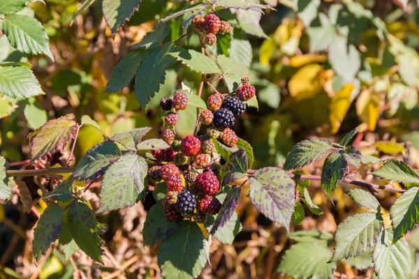 Branches Cultivated Blackberry Clusters Ripe Unripe Berries Autumn Leaves Sunny — Stock Photo, Image