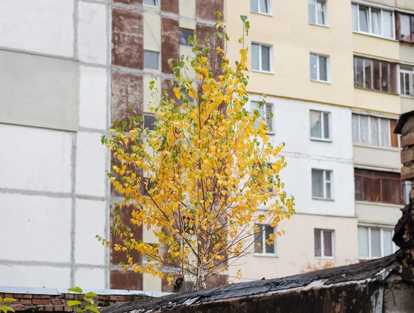 Junge Birken Wachsen Auf Dem Dach Des Industriegebäudes Auf Einem — Stockfoto
