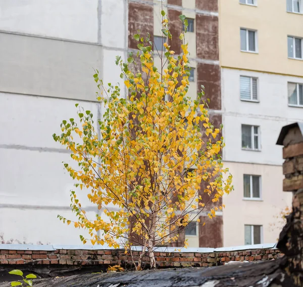 Endüstriyel Binanın Çatısında Büyüyen Huş Ağaçları Sonbahar Bulutlu Bir Günde — Stok fotoğraf
