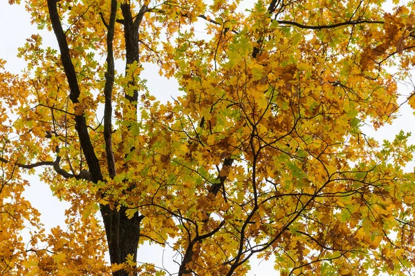 Trunk Takken Van Oude Witte Eik Met Herfstbladeren Tegen Bewolkte — Stockfoto