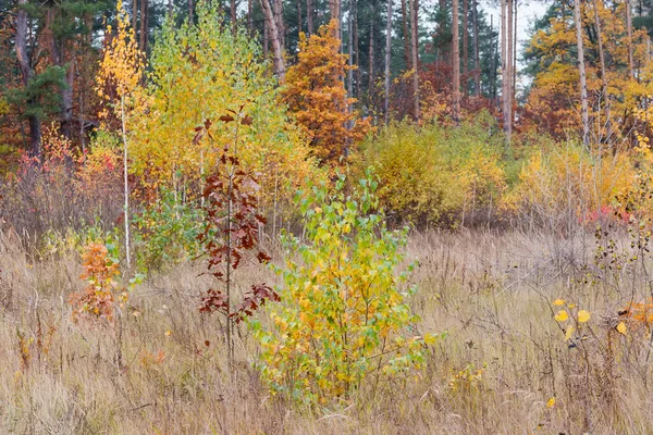 Forest Edge Young Trees Varicolored Leaves High Dry Grass Foreground — Stock Photo, Image