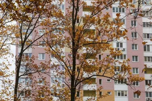 Фрагмент Стволов Ветвей Старых Белых Дубов Осенними Листьями Пасмурную Погоду — стоковое фото
