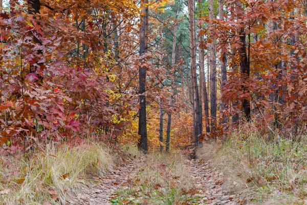Sekce Smíšeného Listnatého Jehličnatého Lesa Pěšina Mezi Stromy Pokrytá Spadaným — Stock fotografie