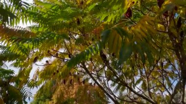 Şehir bahçesinde sonbahar yapraklı sumac dalları