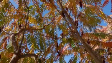 Şehir bahçesinde sonbahar yapraklı sumac dalları