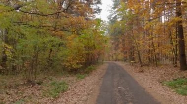 Sonbaharda yaprak döken yol ve bulutlu havada çam ormanı.