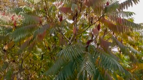 Υποκαταστήματα Σουμάκ Φύλλα Φθινοπώρου Στο Δημόσιο Κήπο Της Πόλης — Αρχείο Βίντεο