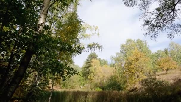 Skogssjön Överväxt Med Vass Med Branta Stränder — Stockvideo