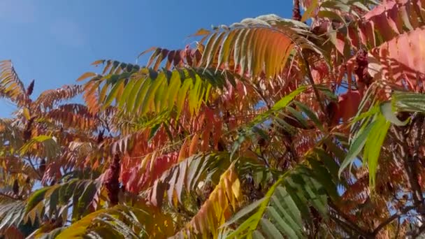 Větve Sumaku Podzimními Listy Městské Veřejné Zahradě — Stock video
